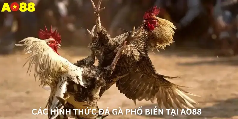 Các Hình Thức Đá Gà Phổ Biến Tại Ao88