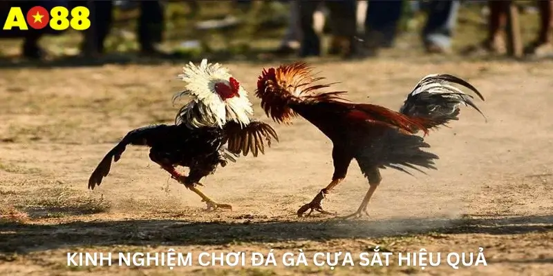 Kinh Nghiệm Chơi Đá Gà Cựa Sắt Hiệu Quả